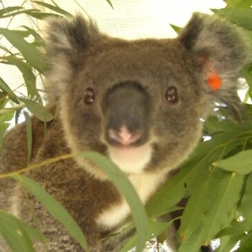 📖Koalas im Krankenhaus