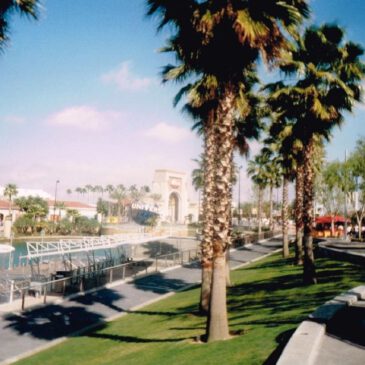 Floridas skurrile Weihnachtswunder: Als die Palmen Lichter trugen