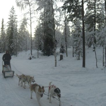 📖Husky-Abenteuer in Lappland: Mit Vollgas durch die Winterlandschaft