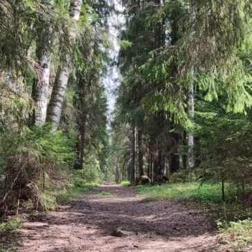 Der Weg zum kleinen Glück – Einkaufen im Wald
